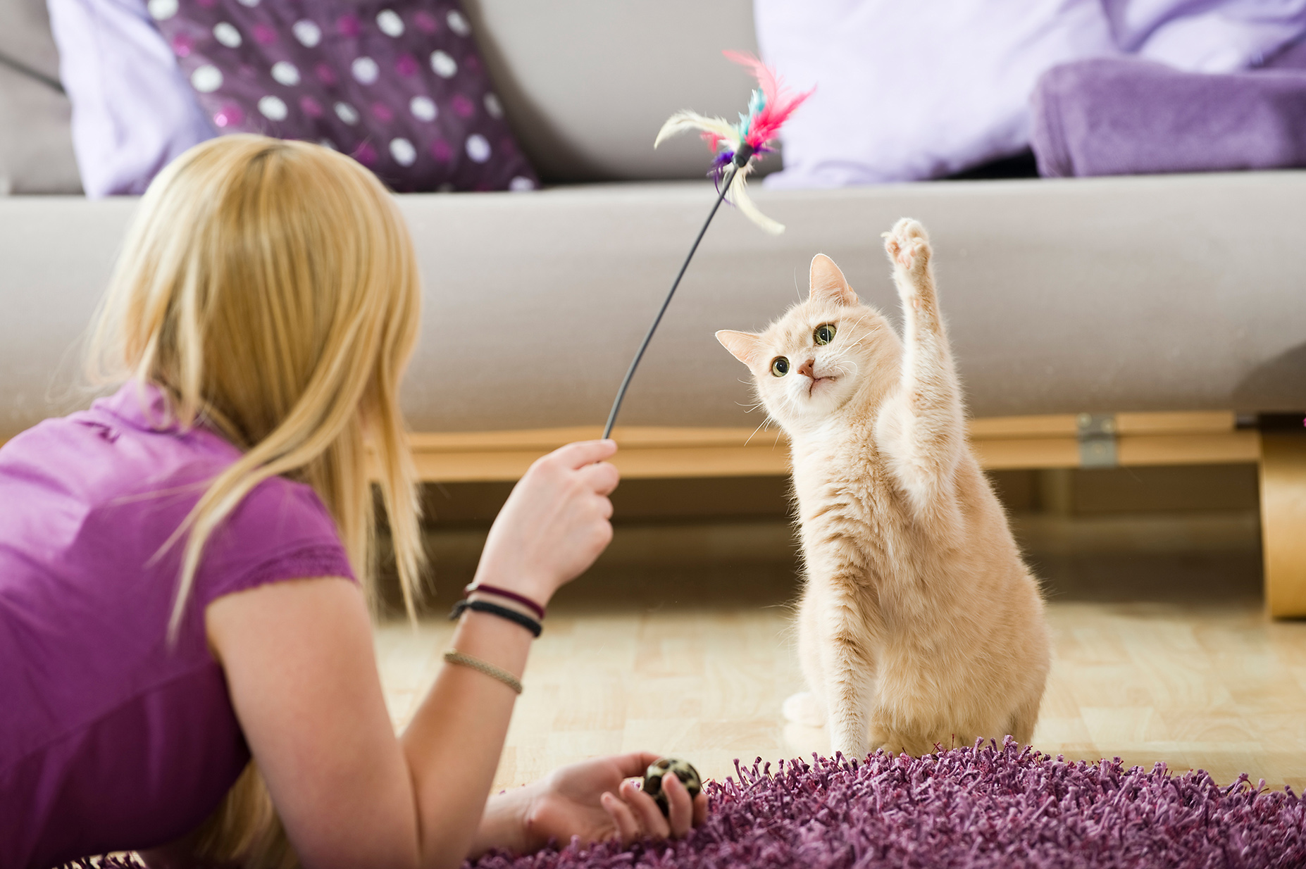 Tips para el cuidado de los gatos cuando se recupere la “normalidad”