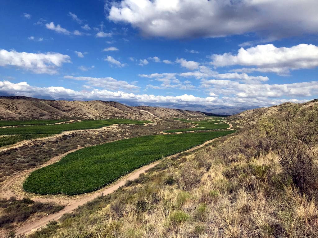 Alta-Yarí, elegida "Bodega del Año"